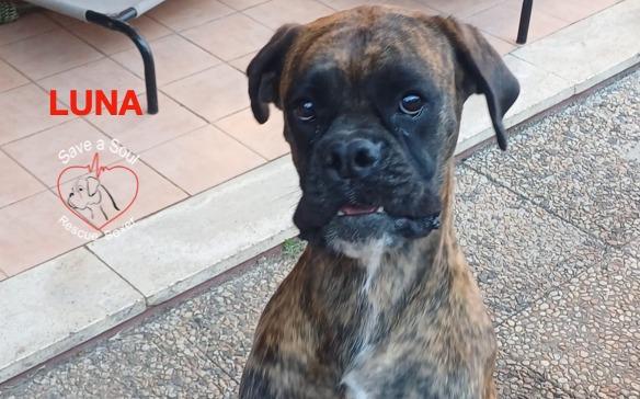 Luna boxer pura di 3 anni Foto 4